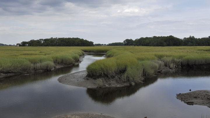 Essex Salt Marsh