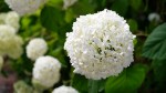 3whiteflower