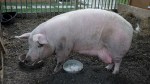 4pig