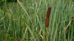 6cattail