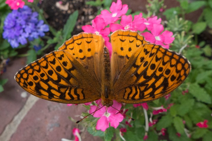 Butterfly in Amherst