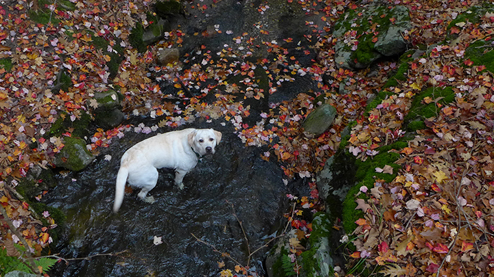 labrador in water