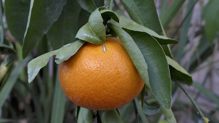 mandarin orange