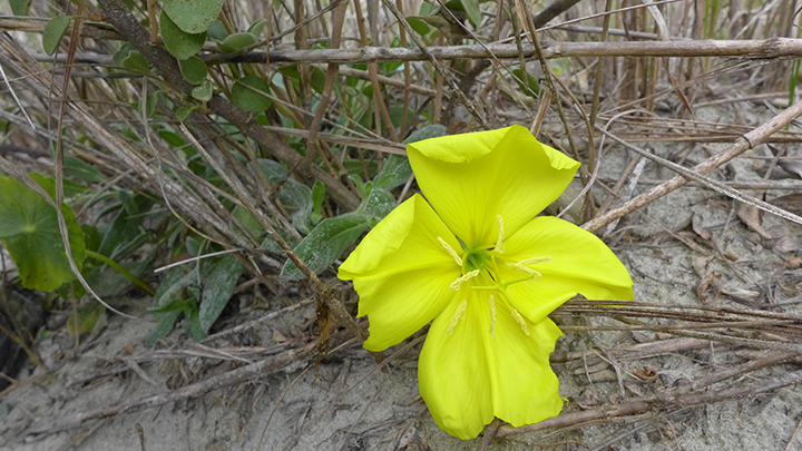 beach flower