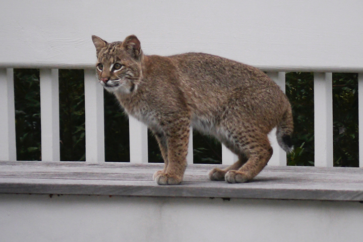 bobcat