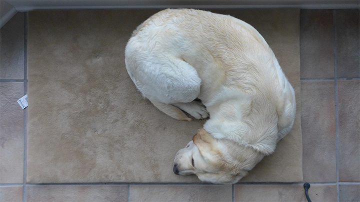 labrador sleeps