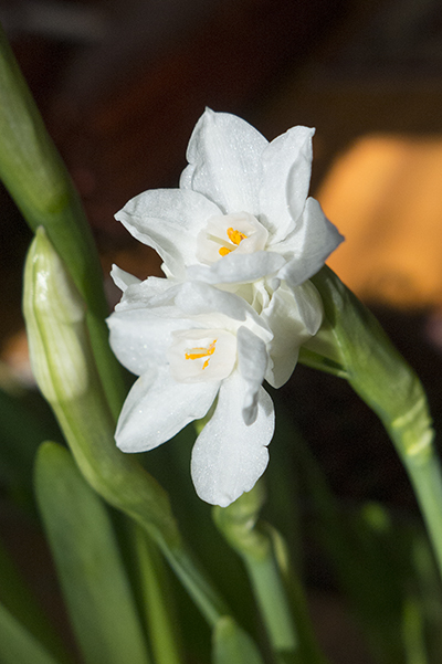 paperwhites